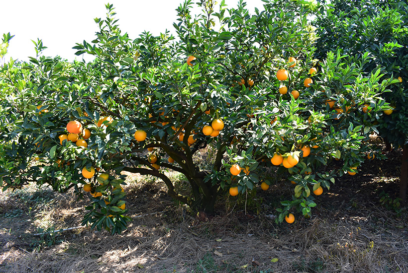 种植基地